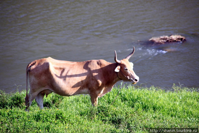 Корова на берегу реки Остров Вити-Леву, Фиджи