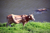 Корова на берегу реки