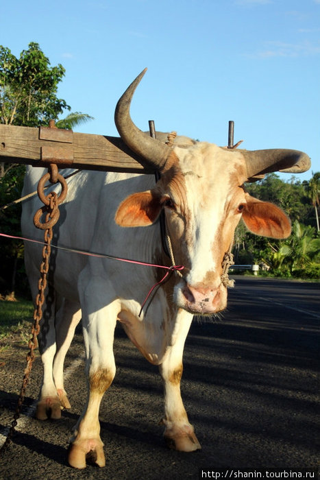 Корова в ярме Остров Вити-Леву, Фиджи