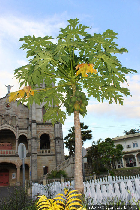 Папая растёт прямо в центре столицы Остров Вити-Леву, Фиджи