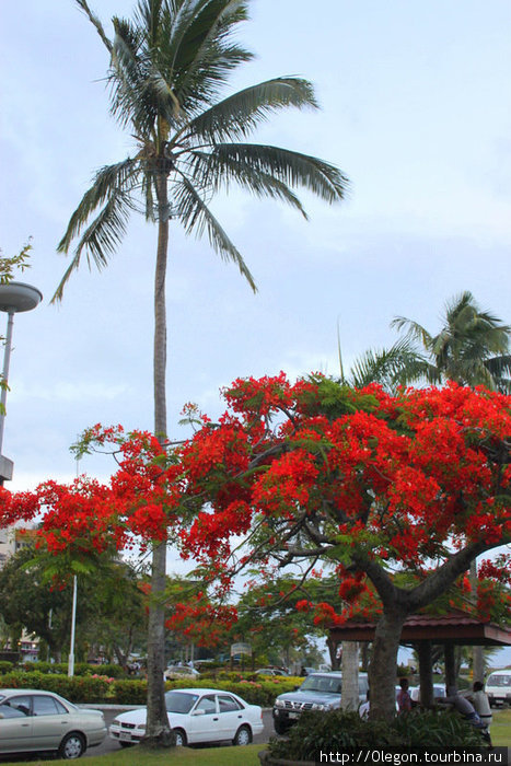 Дерево цветущее кпасными цветами украшает центр столицы