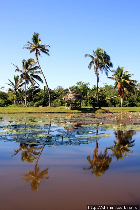 Пальмы и отражения Остров Вити-Леву, Фиджи
