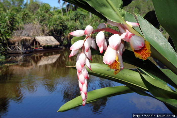 Цветок и пруд Остров Вити-Леву, Фиджи