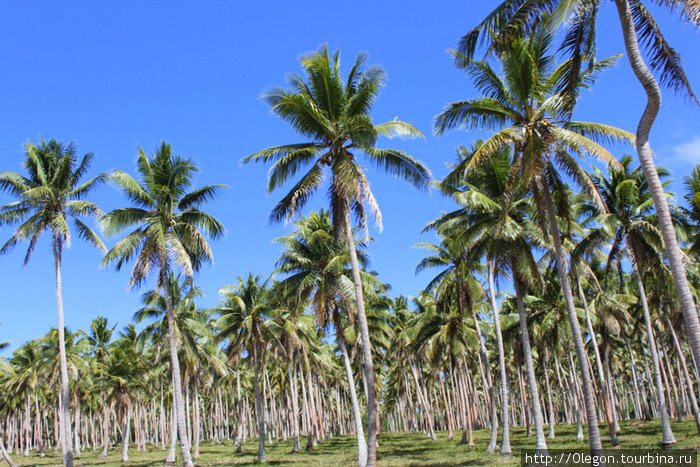 Дорога проходит через пальмовые плантации Остров Эфате, Вануату