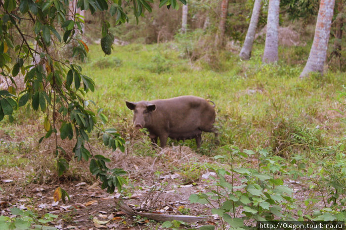 В лесах паслись полудикие кабаны Остров Эфате, Вануату