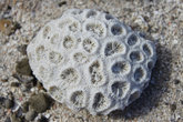 Цветок коралла