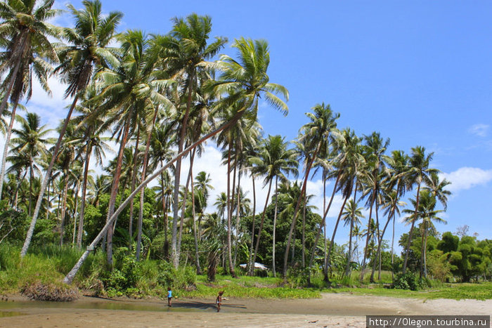 Пальмы на берегу Вануату