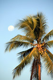 Луна и пальма