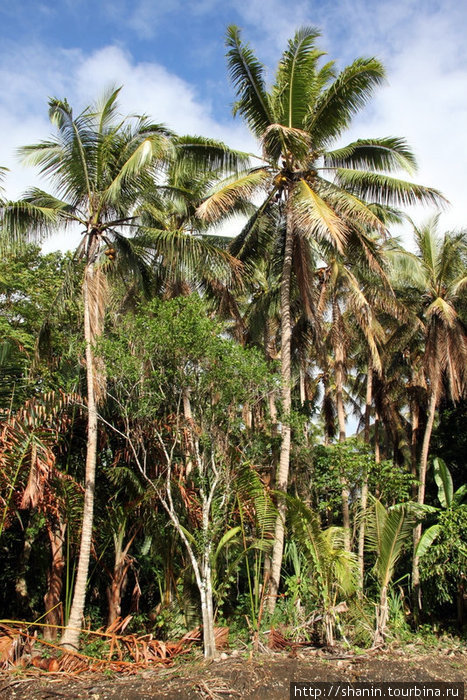 Пальмовая роща на Вануату Остров Эфате, Вануату