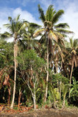 Пальмовая роща на Вануату