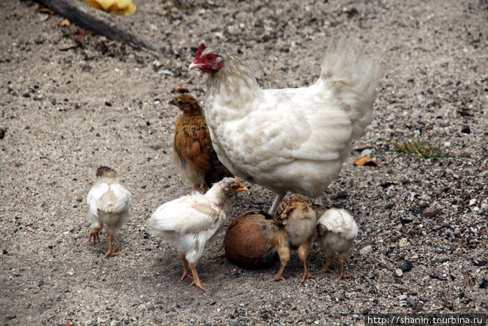 Курица с цыплятами Остров Эфате, Вануату