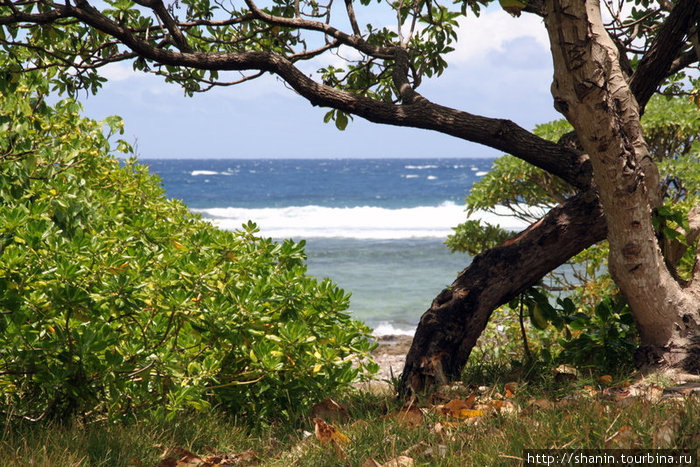 Дерево на берегу моря Остров Эфате, Вануату