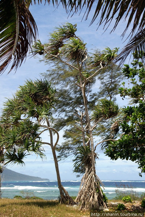 Деревья на ветру Остров Эфате, Вануату