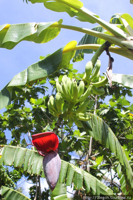 Ветка с бананами и цветком Остров Эфате, Вануату