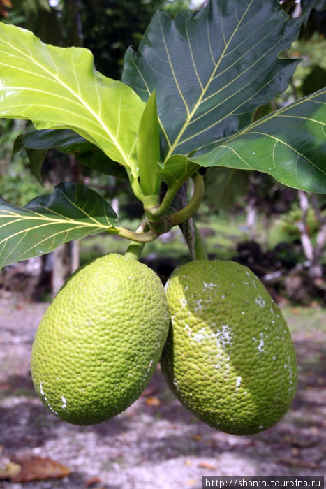 Плоды хлебного дерева Остров Савайи, Самоа