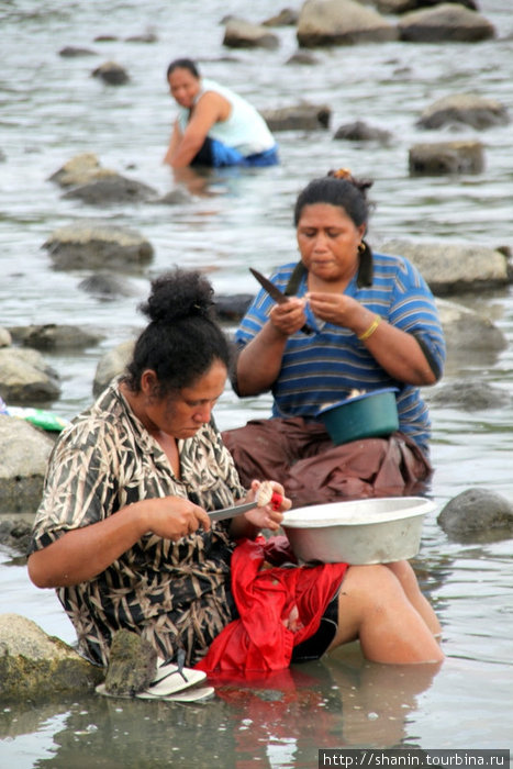 Сборщицы устриц — тут же их и едят! Остров Савайи, Самоа