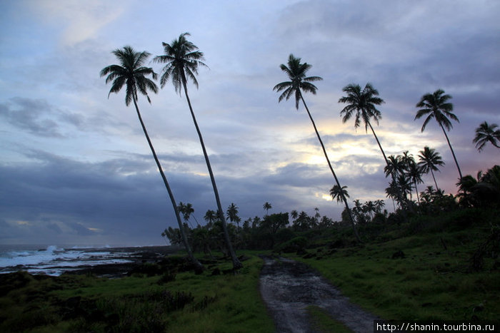 Пальмы на берегу Остров Савайи, Самоа