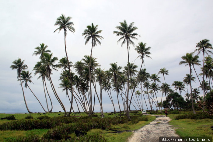 Дорога через пальмовую рощу Остров Савайи, Самоа
