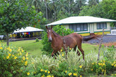 Ещё один экологически- чистый вид транспорта на Самоа- прокатиться на лошади