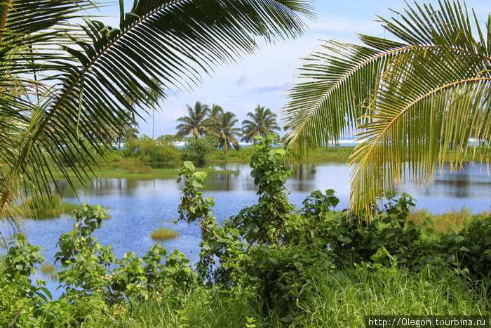 Пальмы, озеро и высокая трава Самоа