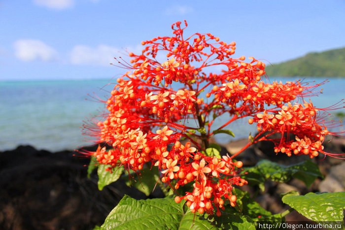 Цветочки Самоа