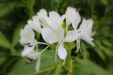 Белоснежный цветок