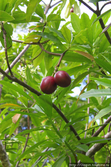 Плоды манго Самоа