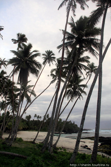 Пляж за пальмами Остров Уполу, Самоа