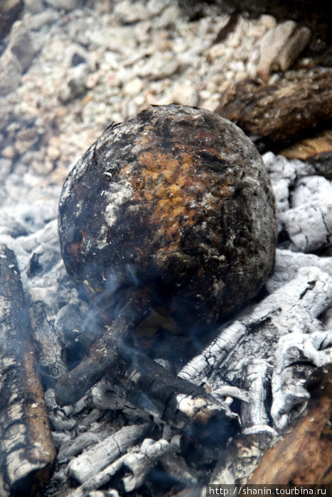 Плод хлебного дерева запекаем в углях как картошку Остров Уполу, Самоа