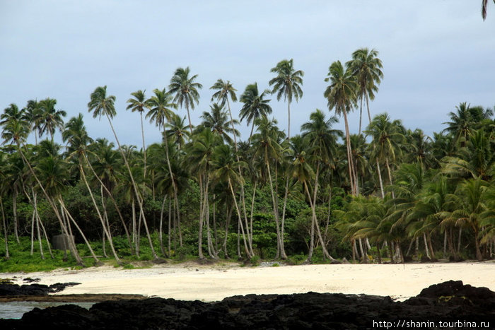 Черная лава, желтый песок, зеленые пальмы — как раз для кино Остров Уполу, Самоа