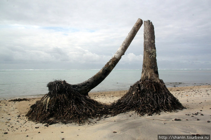 Да черенка — пальмы были сломаны ударом цунами Остров Уполу, Самоа