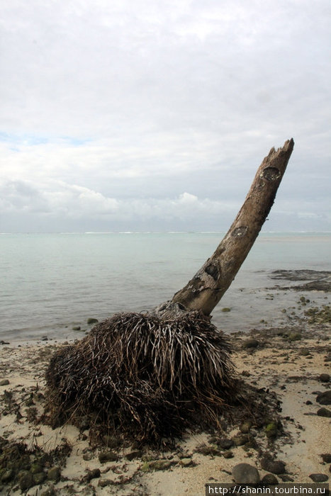 Корень пальмы Остров Уполу, Самоа