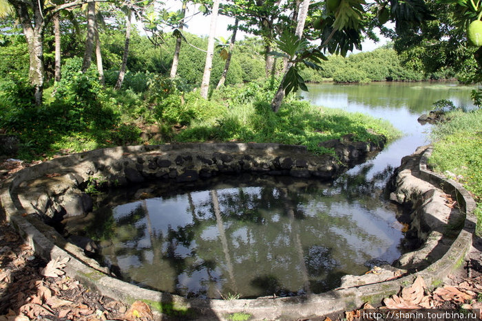 Бассейн в тени деревьев Остров Уполу, Самоа