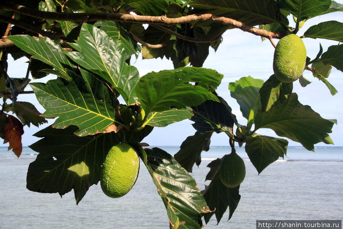 Маленькие плоды хлебного дерева Остров Уполу, Самоа