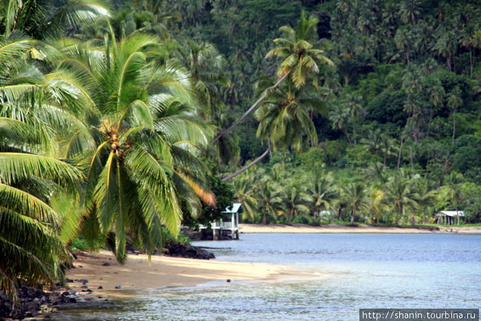 Густая пальмовая роща Остров Уполу, Самоа