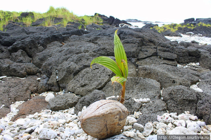 Маленькая пальмочка среди чёрных камней Остров Уполу, Самоа