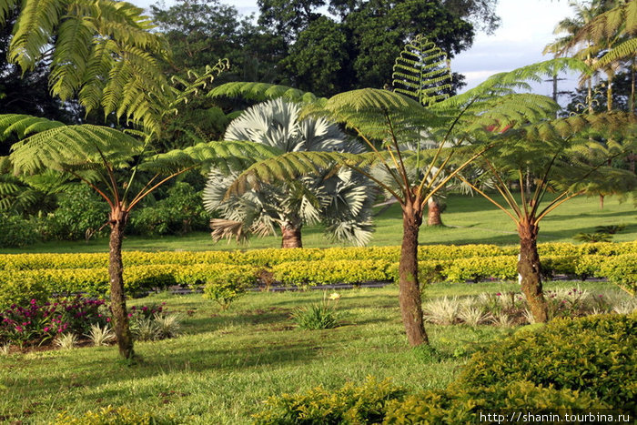 Пальмы в парке Остров Уполу, Самоа