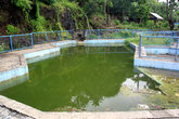 Вода в бассейне зазеленела