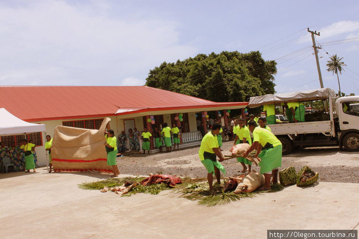 Тушки свиней и коров привезли в дар Остров Уполу, Самоа