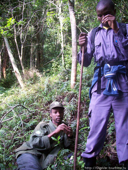 В ожидании рейда по джунглям Бвинди Национальный Парк, Уганда