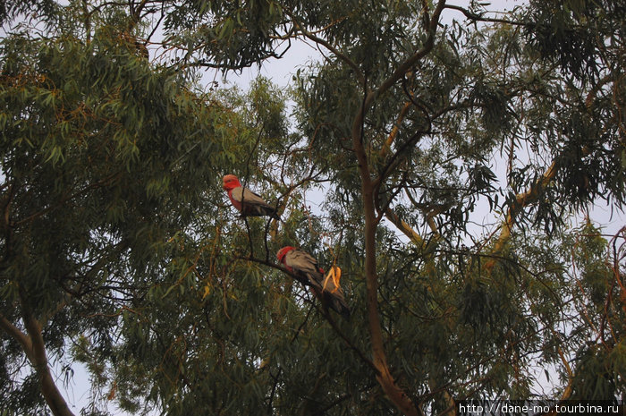 Попугаи Калгурли, Австралия