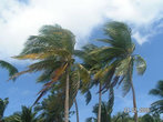 Под тропическими пальмами