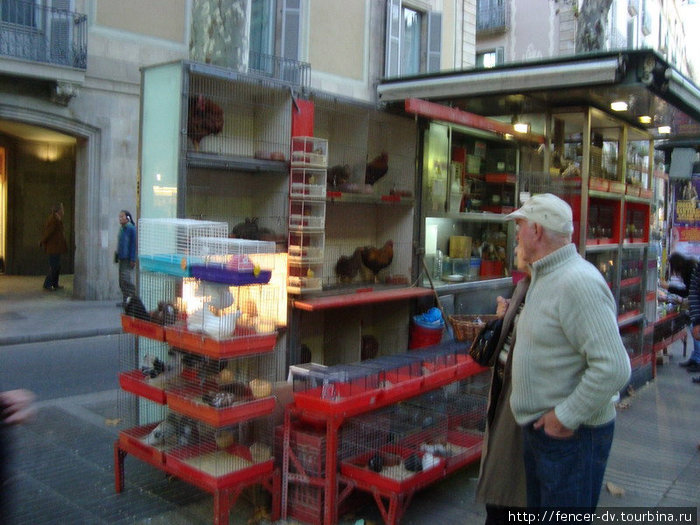Птичий базар на главной улице города. Такого я нигде не встречал. Барселона, Испания