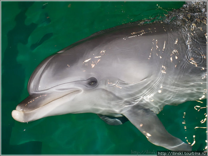 Дельфинарий Санкт-Петербург, Россия