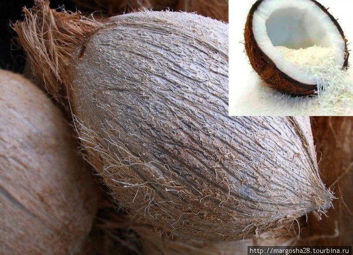 Кокосовый орех Египет