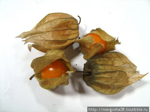 Физалис (мексиканский томат, армянская вишня) Египет