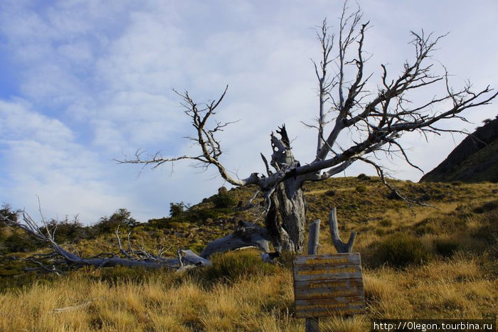 Старое дерево, разбитое молнией Лос-Гласьярес Национальный парк, Аргентина