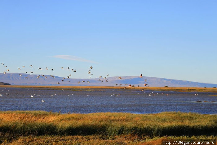 На озёрах можно наблюдать за птицами Аргентина