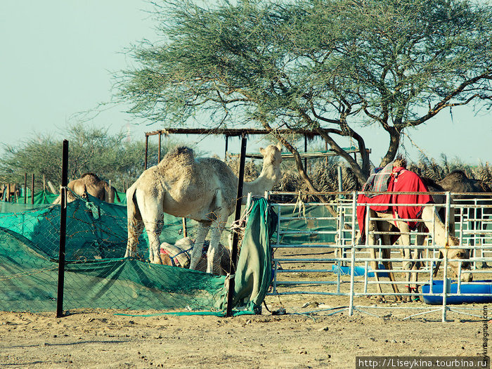 Рынок верблюдов Аль-Айн (Аль-Хили), ОАЭ