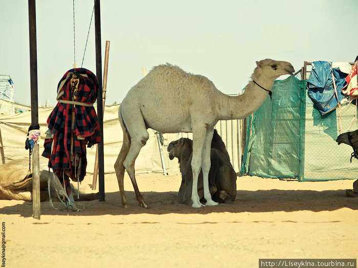 Рынок верблюдов Аль-Айн (Аль-Хили), ОАЭ